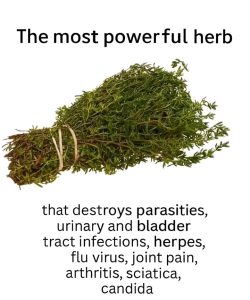 Olejek z oregano: właściwości, korzyści i sposób użycia