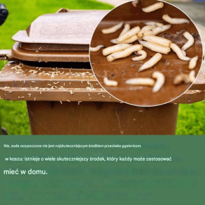 Robaki w śmieciach: 3 wskazówki, jak się ich pozbyć