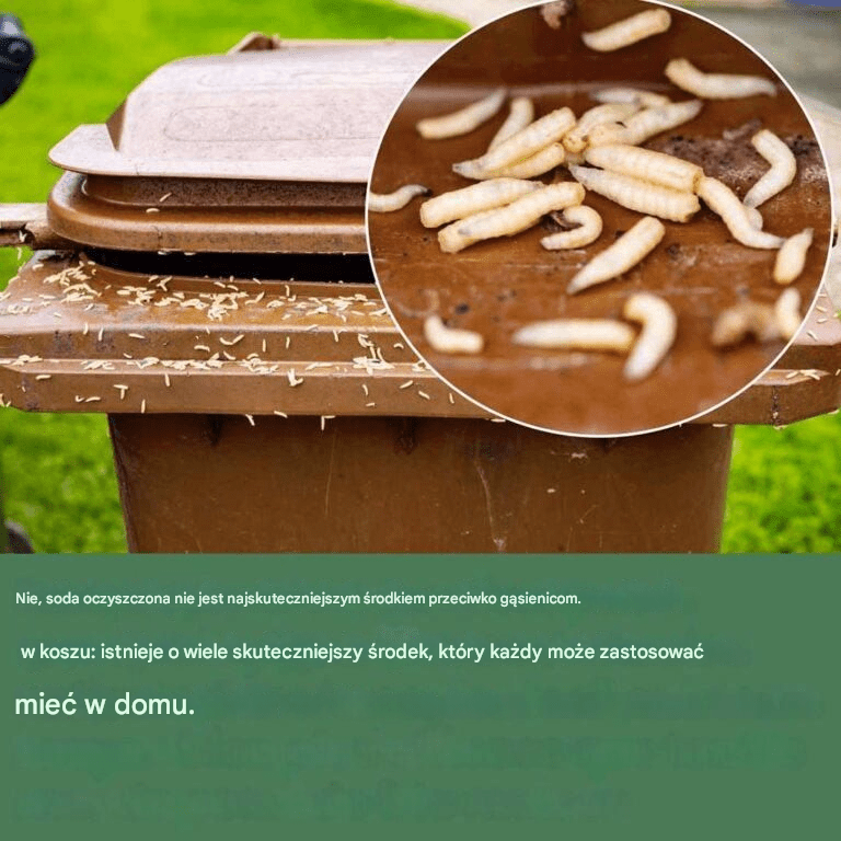 Robaki w śmieciach: 3 wskazówki, jak się ich pozbyć