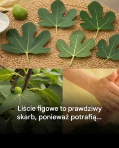 Liście figowe: odkryj nieoczekiwane korzyści płynące z tej rośliny