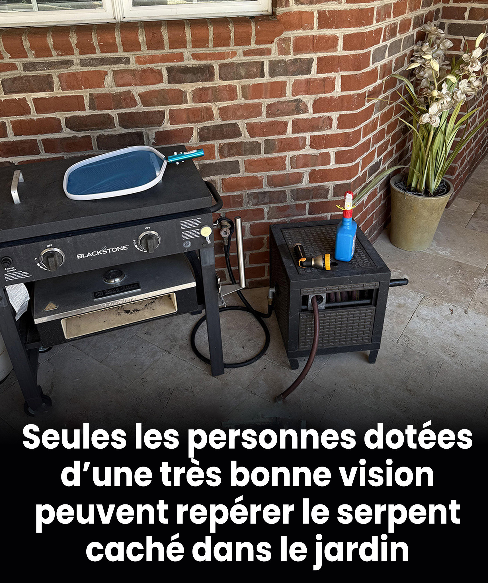 Wąż ukrywa się na ścianie domu… Jeśli znajdziesz go w 5 sekund, będziesz miał wzrok jastrzębia.