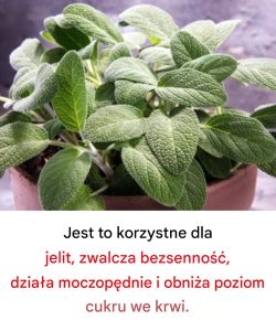 Korzyści płynące ze spożywania tej niezbędnej rośliny kulinarnej dla zdrowia mózgu u osób dorosłych po 60. roku życia