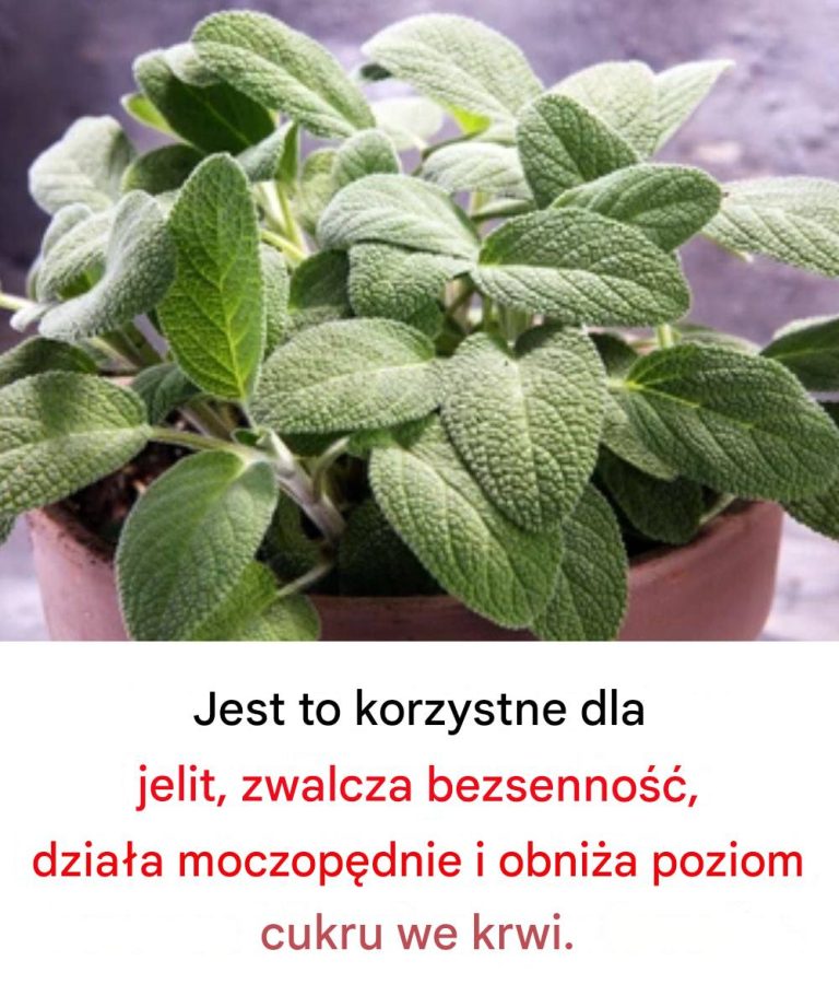 Korzyści płynące ze spożywania tej niezbędnej rośliny kulinarnej dla zdrowia mózgu u osób dorosłych po 60. roku życia