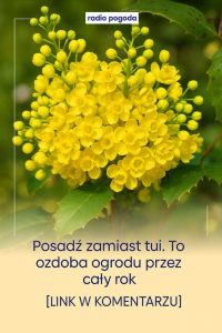 Mahonia pospolita – piękna i pożyteczna alternatywa dla tui w ogrodzie