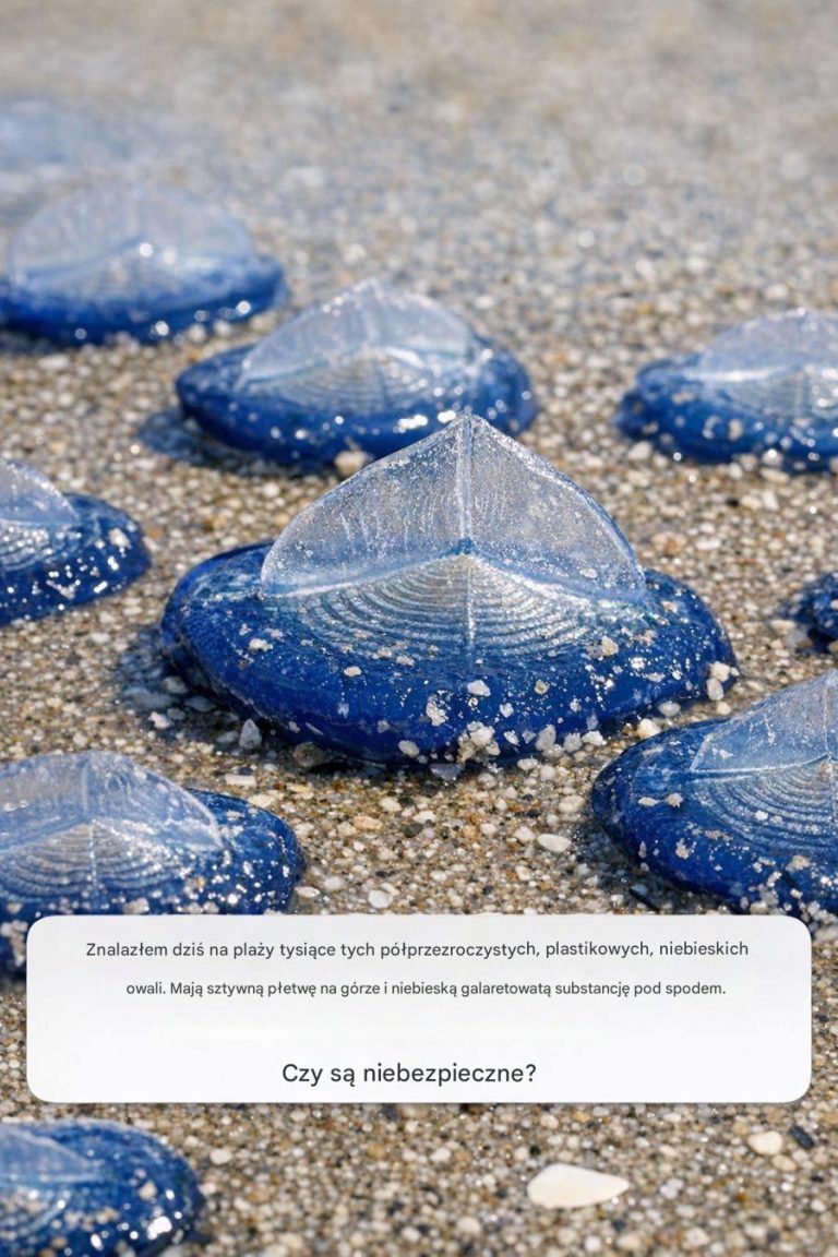 Znalazłem dziś na plaży tysiące tych półprzezroczystych, niebieskich owali, przypominających plastik. Mają sztywną płetwę na górze i niebieską meduzę pod spodem. Czy są niebezpieczne?