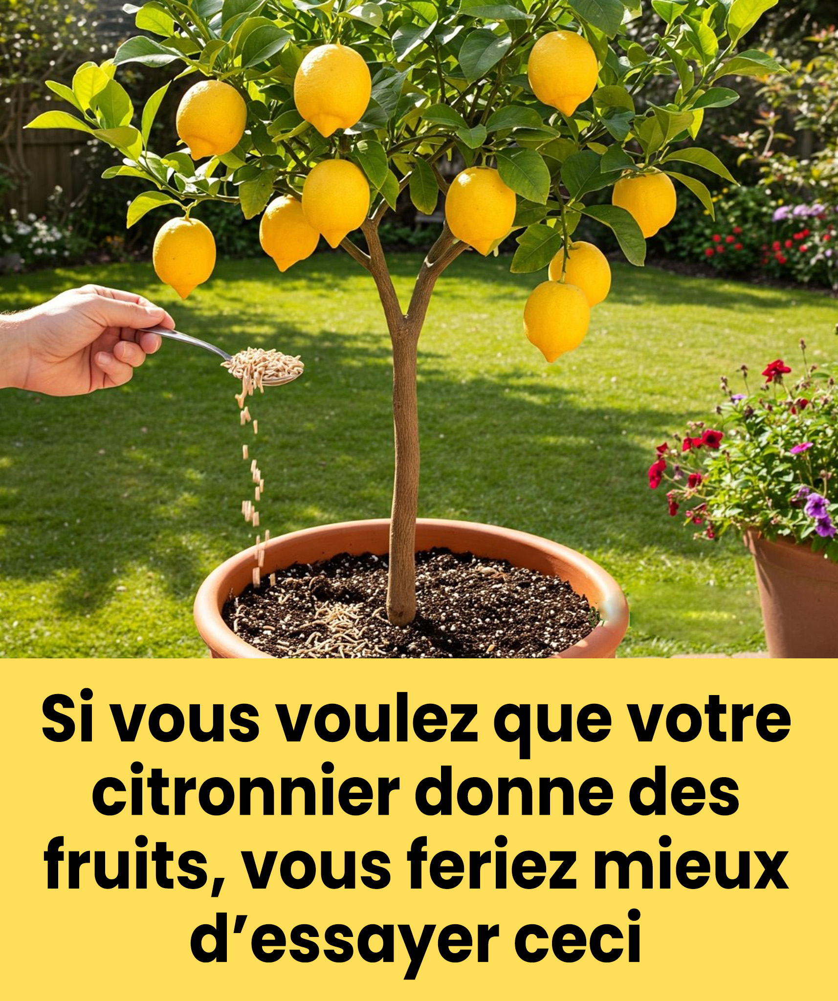 Jak pobudzić kwitnienie drzewa cytrynowego za pomocą naturalnego triku