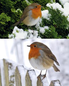 Jak przyciągnąć rudziki do ogrodu: kompletny przewodnik po tworzeniu prawdziwego raju dla ptaków