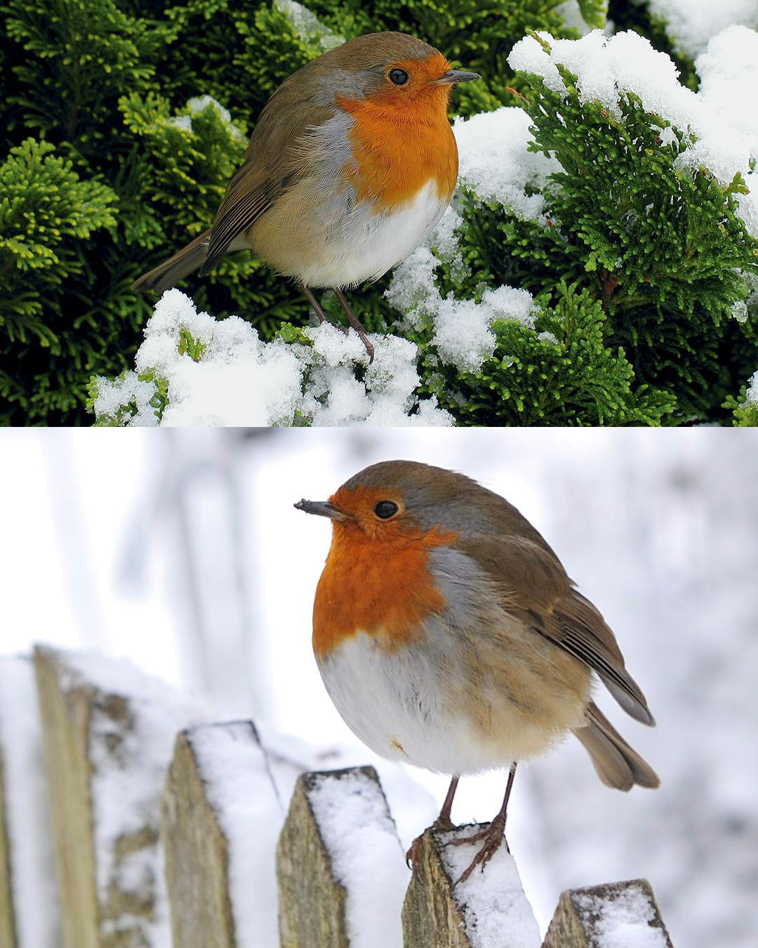 Jak przyciągnąć rudziki do ogrodu: kompletny przewodnik po tworzeniu prawdziwego raju dla ptaków