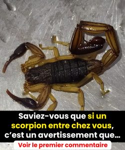Czy wiesz, że jeśli skorpion wejdzie do twojego domu, to jest to ostrzeżenie?