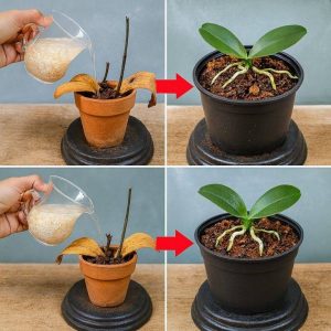 Wypróbuj tę metodę, aby ożywić „martwe” storczyki/Niesamowite korzenie storczyków są gorące/Storczyki bez korzeni