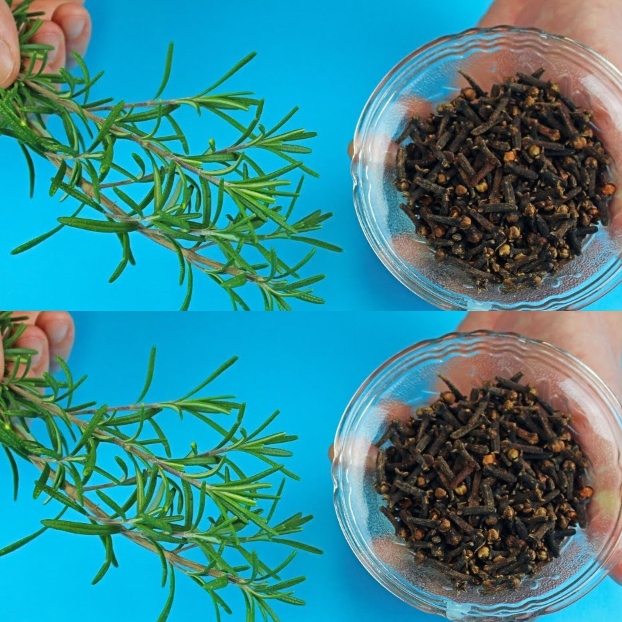 Herbata rozmarynowo-goździkowa – najlepszy eliksir wzmacniający odporność!