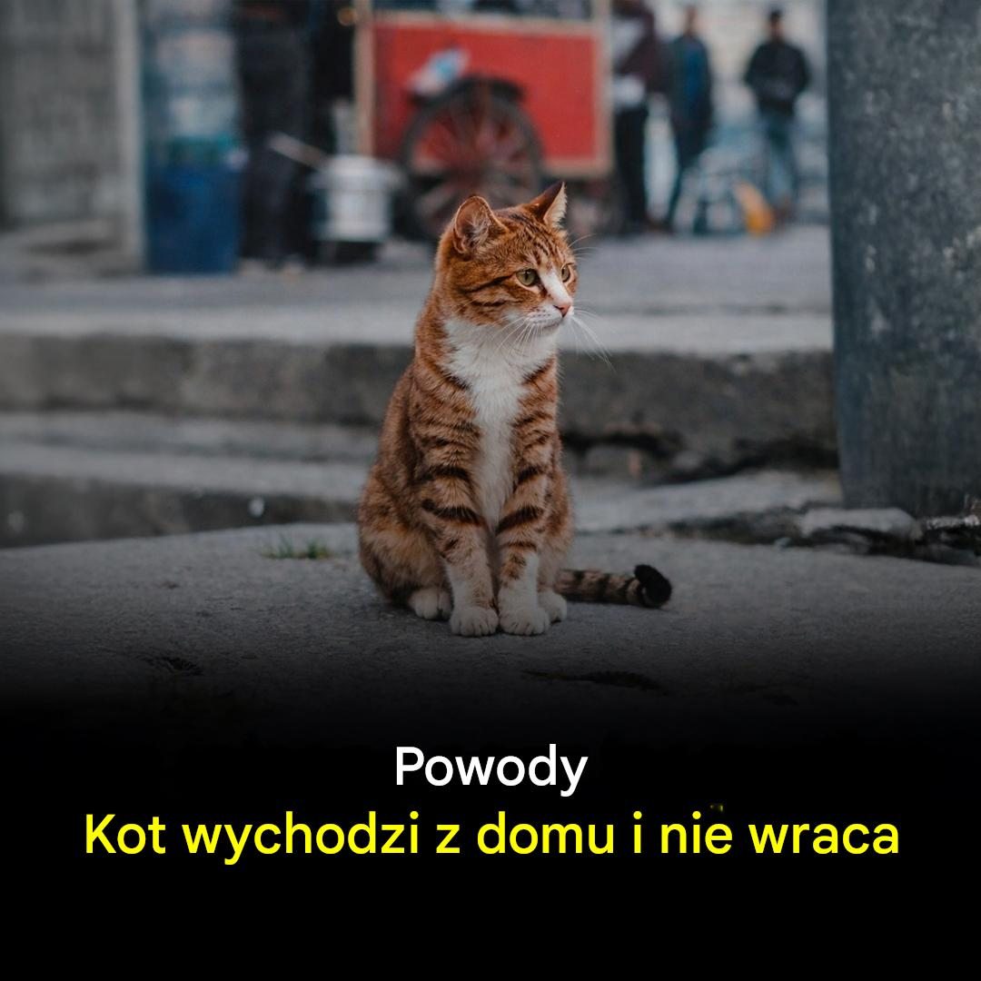 Dlaczego koty opuszczają swoje domy i nie wracają? cały artykuł w komentarzu👇