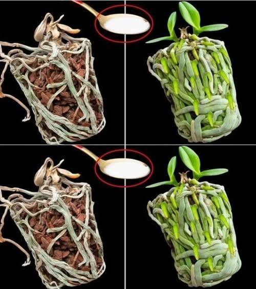 Wystarczy łyżka, a wysuszona orchidea wypełni doniczkę nowymi, zielonymi korzeniami: