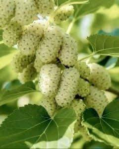 Nie wiem, co to za owoc, widzę go pierwszy raz