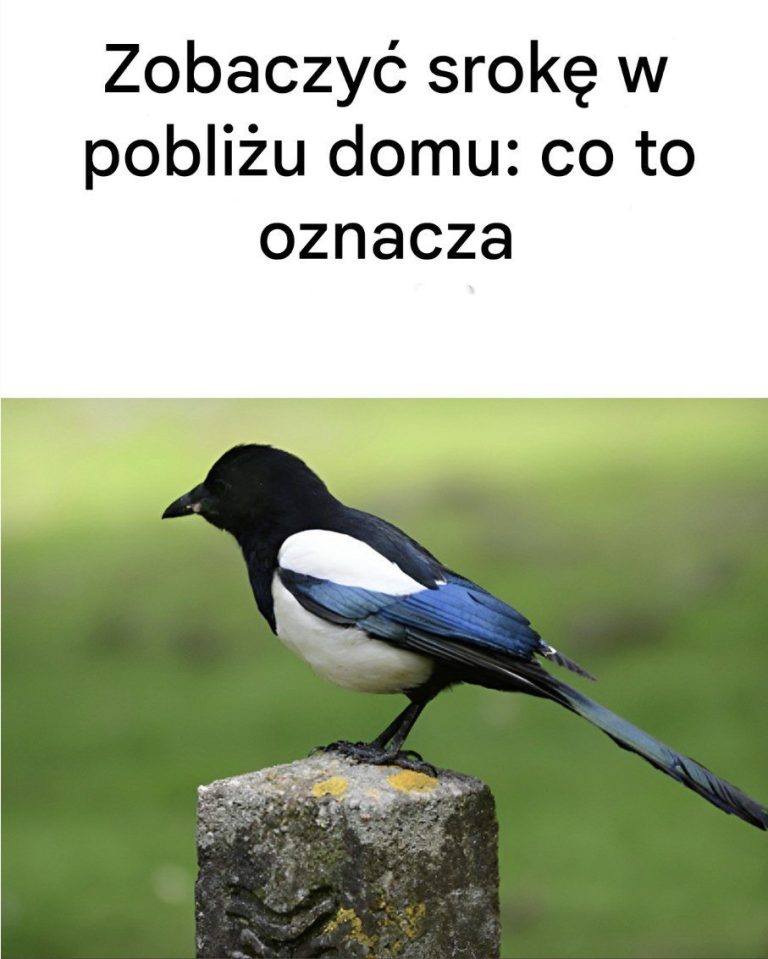 Zobaczyć srokę w pobliżu domu: oto jej znaczenie…