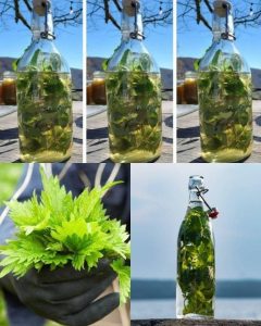 Pokrzywa w ALKOHOLU jest silniejsza od każdego lekarstwa, mawiał mój dziadek: zapamiętaj ten przepis na całe życie!