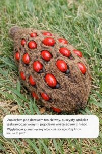 Znalazłem pod drzewem ten dziwny, puszysty stożek z jaskrawoczerwonymi jagodami wystającymi z niego. Wygląda jak granat ręczny albo coś obcego. Czy ktoś wie, co to jest?