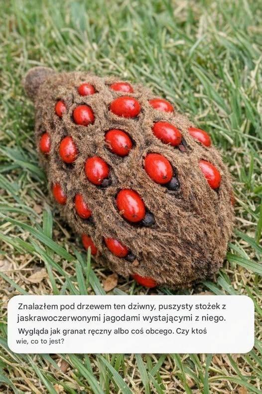 Znalazłem pod drzewem ten dziwny, puszysty stożek z jaskrawoczerwonymi jagodami wystającymi z niego. Wygląda jak granat ręczny albo coś obcego. Czy ktoś wie, co to jest?