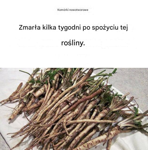 Komórki rakowe obumierają kilka tygodni po spożyciu tej rośliny.