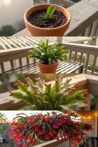 Prosty sekretnia kaktusa bożonarodzeniowego. Czego potrzeba, aby uzyskać superkwitnienie?