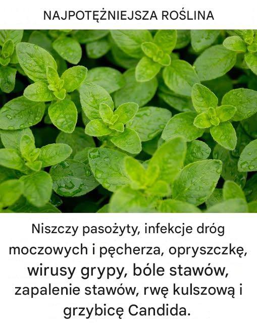 Jest to jedna z najpotężniejszych roślin na świecie.