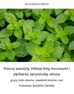 Jest to jedna z najpotężniejszych roślin na świecie.