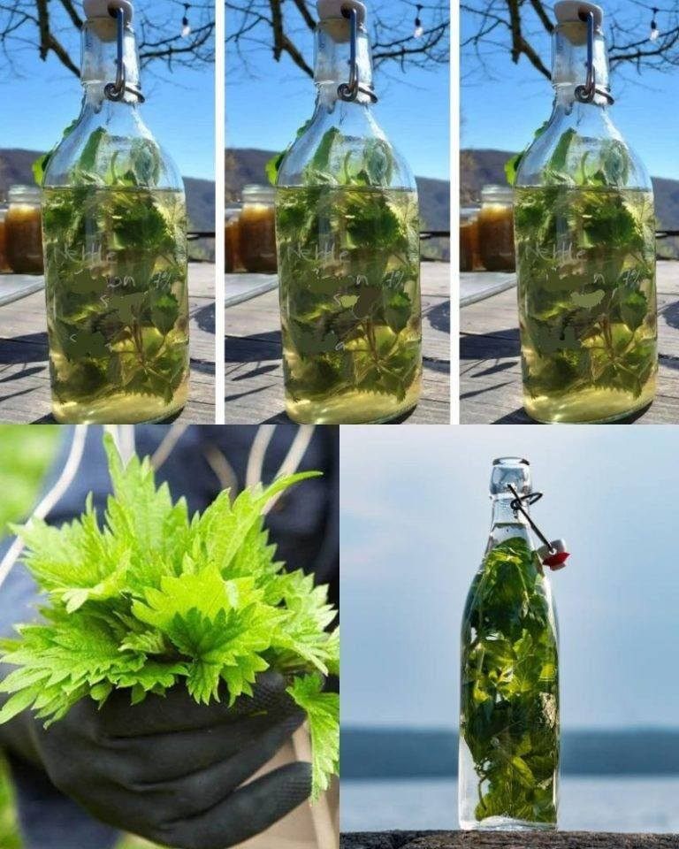 Pokrzywa w ALKOHOLU jest silniejsza od każdego lekarstwa, mawiał mój dziadek: zapamiętaj ten przepis na całe życie!