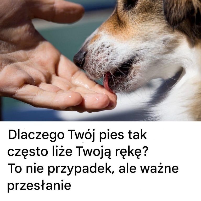 Dlaczego Twój pies tak często liże Cię po ręce? To nie przypadek, to ważna wiadomość
