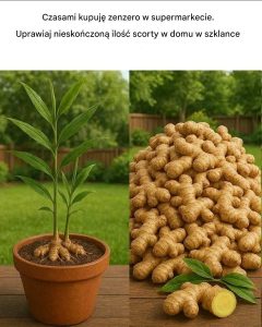 Przestań kupować imbir w supermarkecie. Wyhoduj go w domu, w doniczce, w nieskończoność.