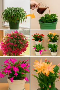 Kaktus bożonarodzeniowy pełen kolorowych kwiatów: Jak sprawić, by obficie kwitł