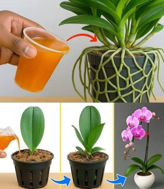 Cud soku z marchwi: sekretny eliksir, który został wydany w twoim gospodarstwie”