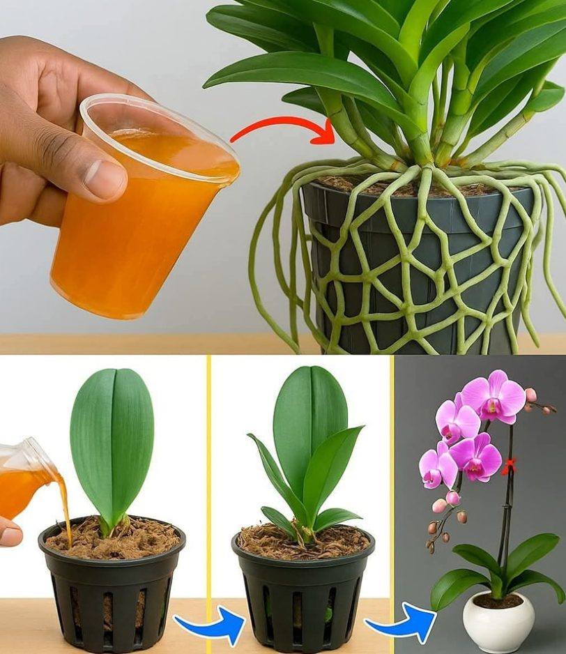 Cud soku z marchwi: sekretny eliksir, który został wydany w twoim gospodarstwie”