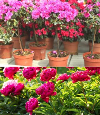 Forever Green Jedna łyżka stołowa, aby Twoja geranium kwitła obficie przez cały rok!