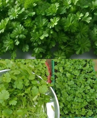 Prezzemolo oddzielił się, aby móc wystąpić w nieskończoności, nie wydając żadnych pieniędzy