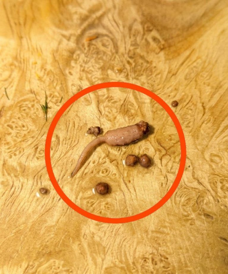 Stavo cucinando della carne macinata e quando l'ho tolta dalla padella, ho notato uno strano oggetto che non sembrava carne. Qualcuno sa cos'è? Controlla il primo commento per la risposta 👇