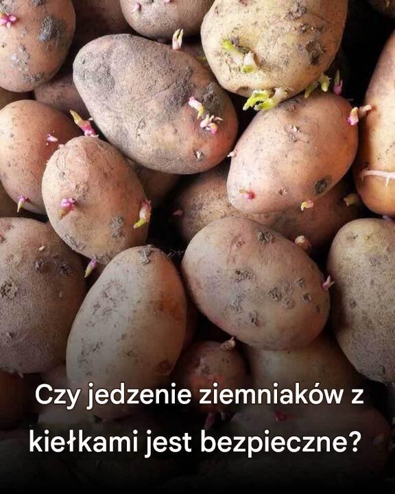 Czy kiełki ziemniaków są bezpieczne do spożycia?