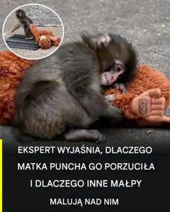 Historia Puncha: eksperci wyjaśniają, dlaczego został odrzucony przez matkę i jak zachowują się wobec niego inne małpy