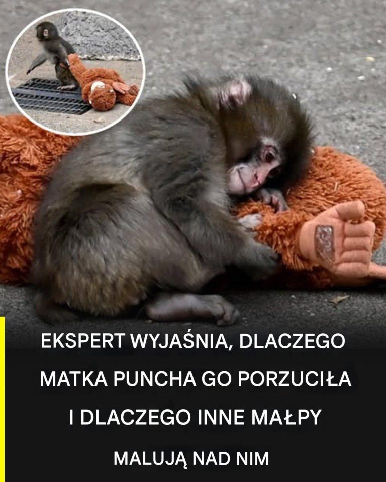 Historia Puncha: eksperci wyjaśniają, dlaczego został odrzucony przez matkę i jak zachowują się wobec niego inne małpy