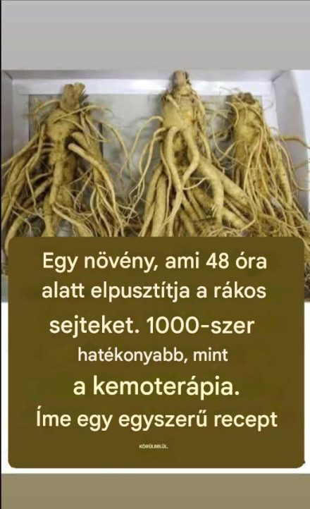 Korzeń ten niszczy 98% nowotworów żołądka, jelita grubego, trzustki i innych.