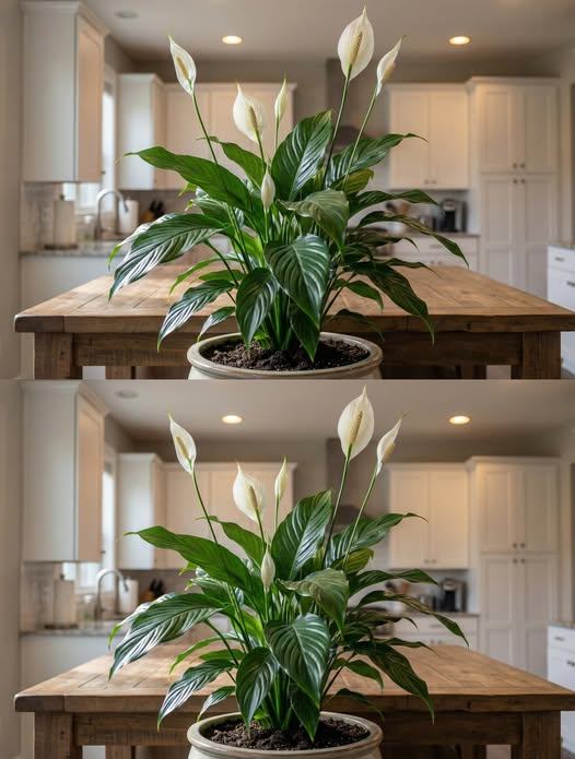 Sekret lilii pokojowej: Zapomnij o wodzie – użyj jej, aby zachować piękno na dłużej