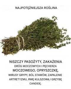 Należy do najpotężniejszych roślin na świecie.
