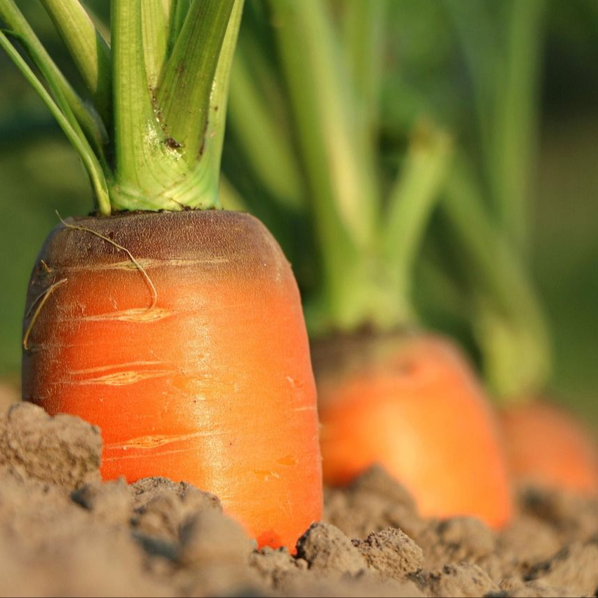 Korzyści i przeciwwskazania do spożywania marchwi