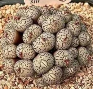 Córka odkrywa dziwne jaja pod łóżkiem, co zmusza jej rodzinę do opuszczenia domu