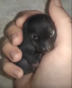 Mały szczeniak, którego znalazłem pewnego zimnego poranka