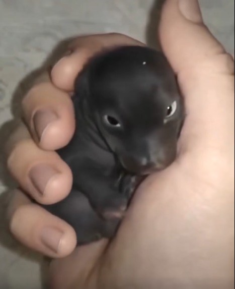 Mały szczeniak, którego znalazłem pewnego zimnego poranka