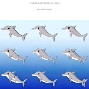 Ile delfinów widzisz na zdjęciu?