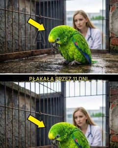 „Wszyscy chcieli go uśpić z powodu jego nieznośnych krzyków, ale kiedy weterynarz odkrył prawdę ukrytą w jego klatce, cały świat oniemiał…” Krzyk nie był normalny. Nie brzmiał jak śpiew tropikalnego ptaka ani nawet jak zwykłe szukanie uwagi przez rozpieszczonego zwierzaka. To był wrzask. Rozdzierający serce, wysoki, rozpaczliwy dźwięk, który przebijał ściany sanktuarium „Valle Verde” niczym zardzewiały nóż, wbijając się w skórę każdego, kto miał nieszczęście go usłyszeć. To był dźwięk duszy pogrążonej w czystej agonii. Stephanie Moore, główna weterynarz, pocierała skronie, czując, jak migrena, która nękała ją od trzech dni, zaczyna pulsować coraz intensywniej. Przed nią, w czwartej klatce izolacyjnej, siedział Pancracio. Był majestatyczną, niebiesko-złotą arą, o upierzeniu lśniącym intensywnością dziewiczego lasu deszczowego, inteligentnych oczach i postawie, która powinna być królewska. Fizycznie był idealnym okazem: silne serce, czyste płuca, bez pasożytów, dobrze odżywiony. Ale gdy tylko zapadła noc, Pancracio przemienił się w syrenę bólu. „On jest taki od trzech nocy, doktorze” – powiedziała Marta, asystentka, zakrywając uszy dłońmi. „Nie zatrzymuje się nawet, żeby coś zjeść. Wolontariusze odchodzą, sąsiedzi narzekają… to się nie opłaca”. Stephanie westchnęła i podeszła do kraty. Ptak spojrzał na nią. W jego czarnych oczach nie było agresji, tylko otchłań smutku i nagląca potrzeba, której Stephanie nie potrafiła rozszyfrować. „Właściciel zmarł tydzień temu” – mruknęła Stephanie, przeglądając akta po raz dziesiąty. „Don Esteban Mora. Nagły zawał serca. Znaleźli go kilka dni później. Może to żałoba. Widziałam psy umierające ze smutku, koty miauczące za swoimi właścicielami…” „Ale to?” Marta wskazała na ptaka, który właśnie wydał kolejny krzyk, od którego szyba zadrżała. To nie żałoba, Stephanie. To zakrawa na szaleństwo. Jeśli tak dalej pójdzie, Michael każe go uśpić. Wiesz, jaki on jest. Wzmianka o Michaelu, dyrektorze schroniska, była jak kubeł zimnej wody. Valle Verde było zależne od darowizn, a zwierzę, które krzyczało 24 godziny na dobę, odstraszając gości i stresując inne zwierzęta, było obciążeniem, na które nie mogli sobie pozwolić. I właśnie wtedy drzwi biura otworzyły się z hukiem. Michael wszedł z miną biznesmena, który zapomniał, czym jest współczucie. Rzucił dwa listy na biurko Stephanie. „Skargi” – powiedział krótko. „Od naszych dwóch największych darczyńców. Mówią, że hałas jest „nieludzki”. Masz tydzień, Stephanie. Siedem dni. Jeśli ten ptak się nie zamknie, będziemy musieli podjąć „trudne decyzje”. Stephanie poczuła dreszcz na plecach. „Trudne decyzje” to korporacyjny eufemizm oznaczający eutanazję. Zamierzali zabić zdrowe, młode, piękne zwierzę tylko dlatego, że nikt nie rozumiał ich języka. „Nie pozwolę na to” – powiedziała z stanowczością, która zaskoczyła nawet Michaela. „Dowiem się, co mu jest”. „Lepiej, żebyś to zrobiła” – warknął. „Bo czas ucieka”. Dni mijały, pochłaniane frustracją. Stephanie próbowała wszystkiego: zmian w diecie, muzyki klasycznej, przyciemnionych świateł, interaktywnych zabawek, a nawet łagodnych środków uspokajających. Nic nie działało. Pancracio wciąż krzyczał, a z każdym dniem ten dźwięk stawał się coraz bardziej przeraźliwy. Ale było coś dziwnego. Pewnej nocy, późno w nocy, Stephanie zauważyła coś, co przeoczyła pośród hałasu i stresu. Siedziała w ciemności z magnetofonem, po prostu słuchając. I wtedy to usłyszała. To nie był przypadkowy hałas. To był wzór. Trzy krótkie krzyki. Jeden długi. Trzydzieści sekund ciszy. Powtórzenie. Trzy krótkie krzyki. Jeden długi. To był kod. Pancracio nie krzyczał w pustkę; nadawał wiadomość. Wołał do kogoś. Albo do czegoś. Kierowana przeczuciem, Stephanie weszła do klatki z latarką. Pancracio obserwował ją, przechylając głowę i po raz pierwszy od kilku dni milczał, jakby wiedział, że w końcu zwraca na niego uwagę. Stephanie sprawdziła spód klatki, podnosząc zabrudzoną gazetę. Jej palce natknęły się na coś twardego, przyklejonego taśmą w ukrytym, prawie niewidocznym rogu. Wyciągnęła to. To był klucz. Mały, złoty, antyczny. Po co ktoś miałby ukrywać klucz w klatce papugi? Stephanie spojrzała na klucz w świetle latarki, a potem na ptaka. Ogarnęło ją poczucie zbliżającego się niebezpieczeństwa. To nie był zwykły przypadek pogrążonego w żałobie zwierzaka. Don Esteban, zmarły właściciel, coś ukrywał. A Pancracio był kluczem. Stephanie nie wiedziała wtedy, że przekręcenie tego klucza nie tylko otworzy fizyczne drzwi, ale otworzy puszkę Pandory pełną przestępstw, nielegalnego handlu i miłości tak potężnej, że nie znała nawet śmierci; odkrycie, które postawiło jej życie na celowniku bardzo niebezpiecznych ludzi. PRZECZYTAJ CAŁĄ HISTORIĘ PONIŻEJ. 👇 Zwiń