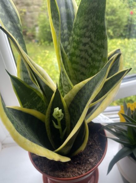 Jeśli masz tę roślinę w domu, to dlatego, że ma… Zobacz więcej