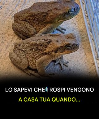 Lo sapevi che i rospi vengono a casa tua quando...? Scopri di più 👇