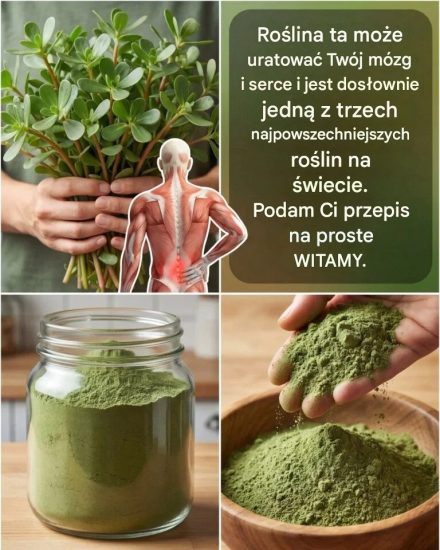 Ta roślina może uratować Twój mózg i serce, a jest dosłownie jedną z trzech najpowszechniejszych roślin na świecie. Wiele osób myśli, że to tylko chwast, ale nie mają o tym pojęcia. Podam ci przepis na prostą uprawęWięcej na ten temat w pierwszych komentarzach 👇⬇️